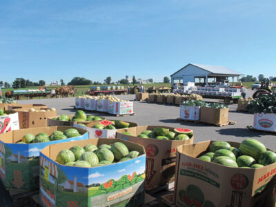 A Day at the Produce Auction Image